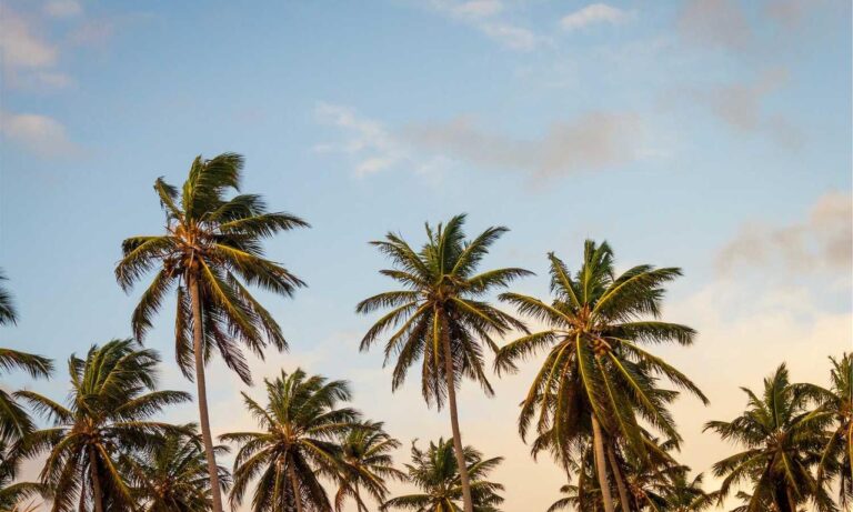 cilxarhu677 moisturizer