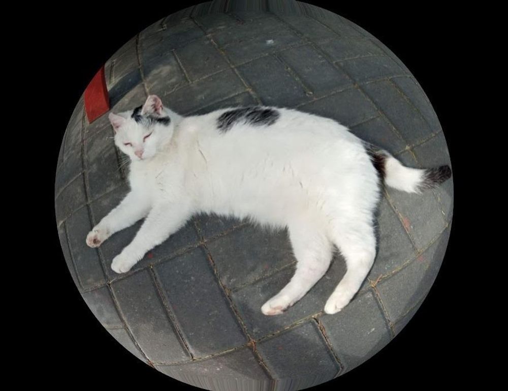 fix bug ralbel28.2.5