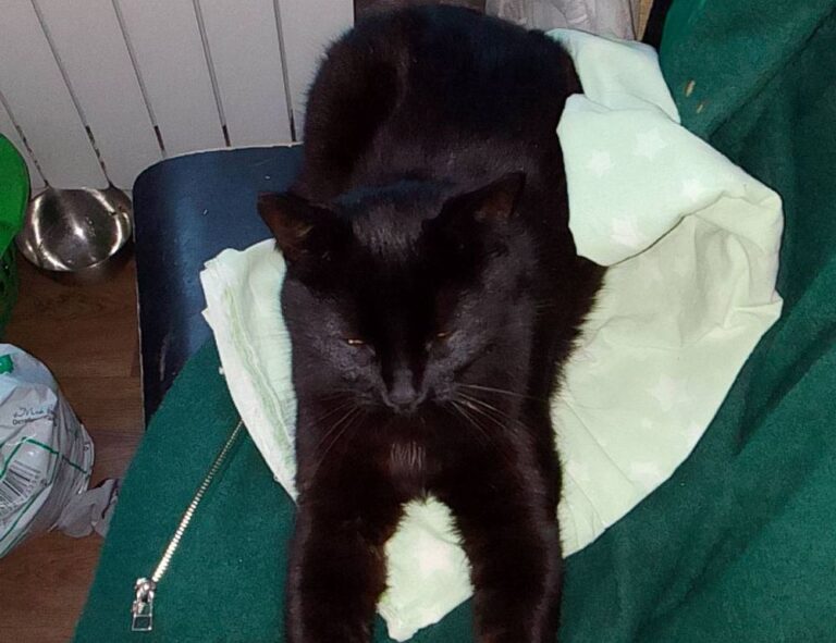 highlights of nummazaki