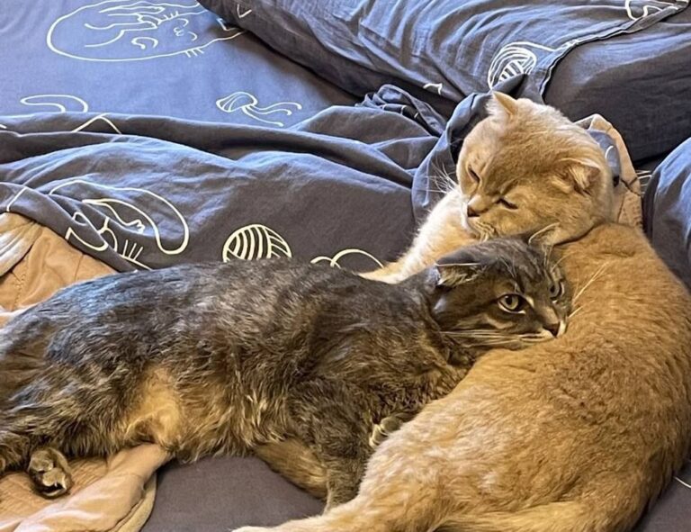 when was the game innerlifthunt released