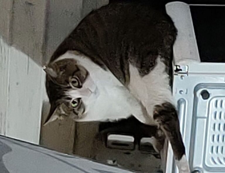 can dog eat felmusgano