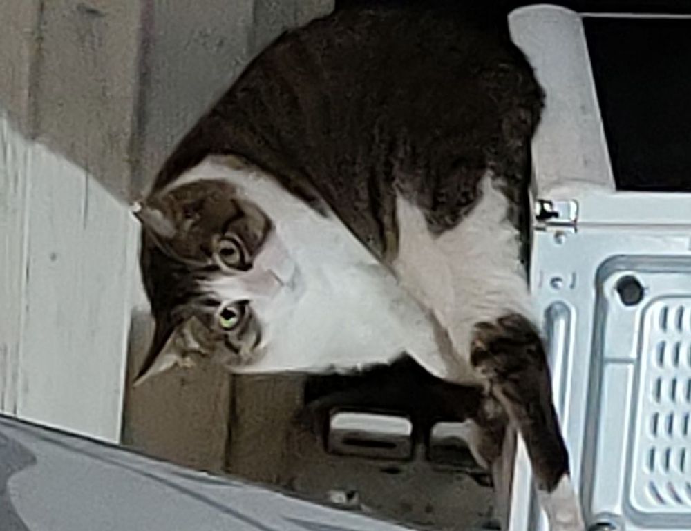 can dog eat felmusgano