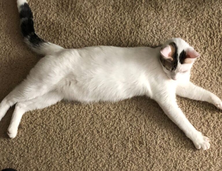 can felmusgano affect your body