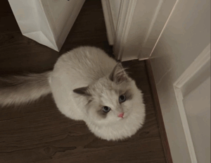 why felmusgano is important in culture