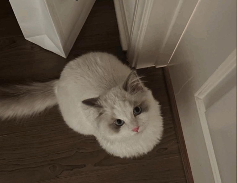 why felmusgano is important in culture