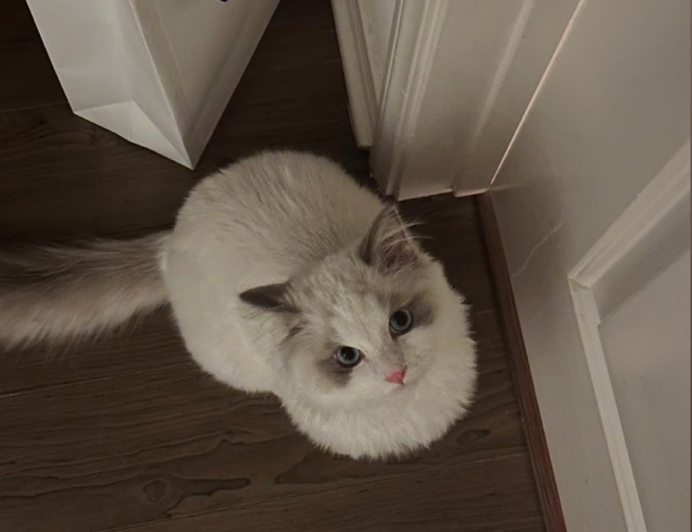 why felmusgano is important in culture