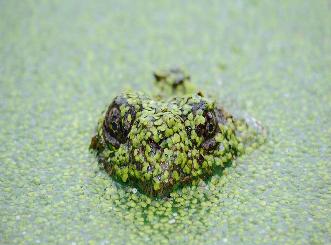 Why This Question Keeps Coming Up: Boycotts and Online Information