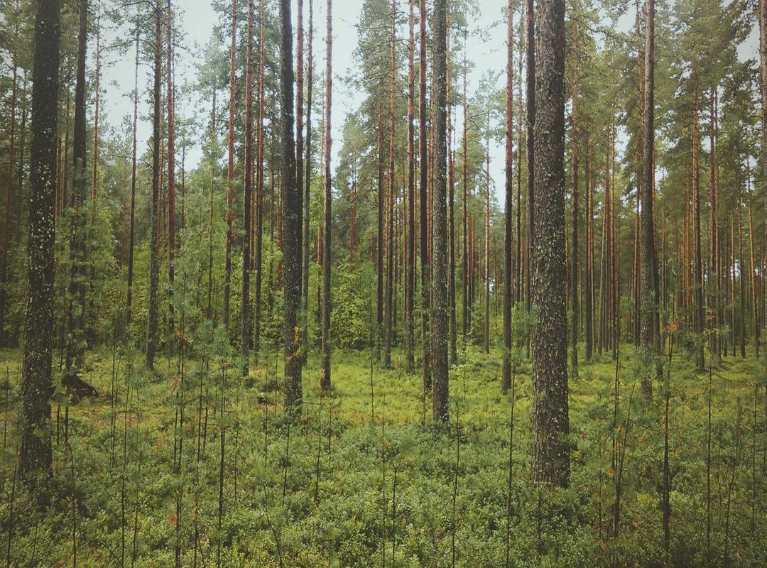 Key Differences: Original NYT Wordle vs. UK Unlimited