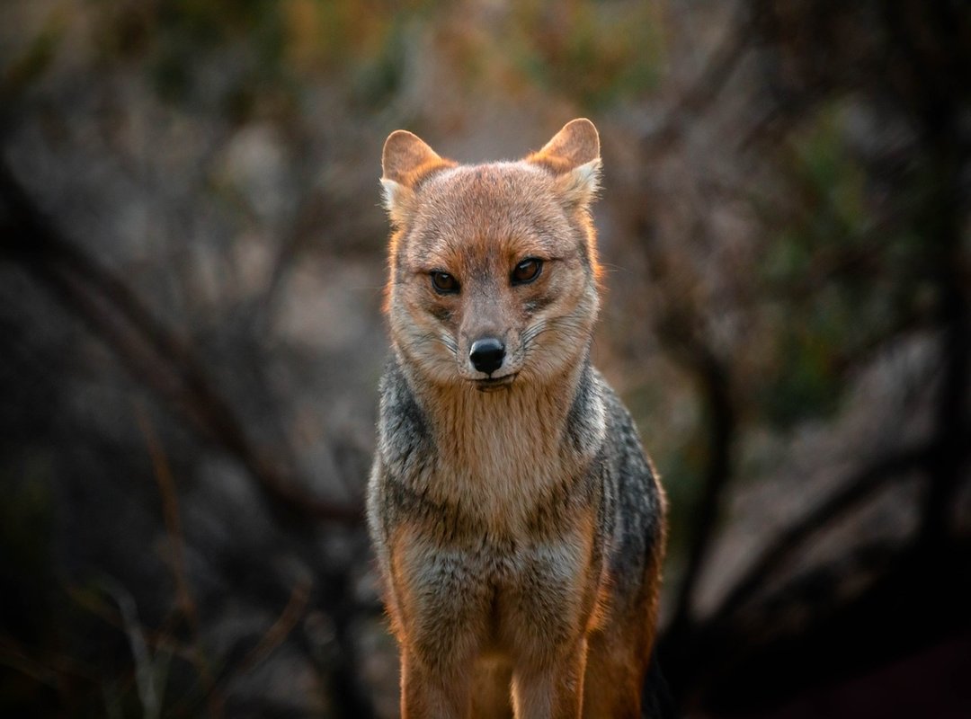 Examples of the Zorro Sentado Zorro Meme in Action